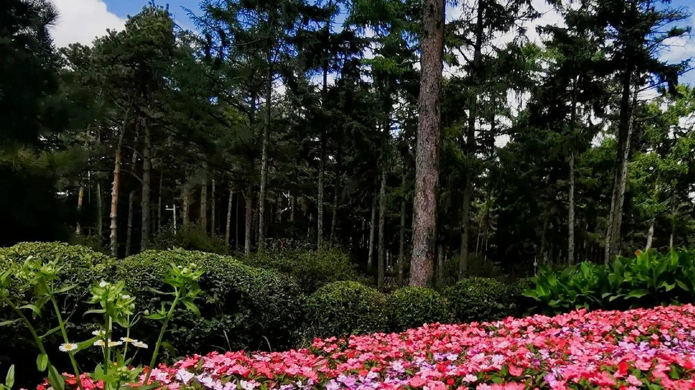 黑龙江省森林植物园